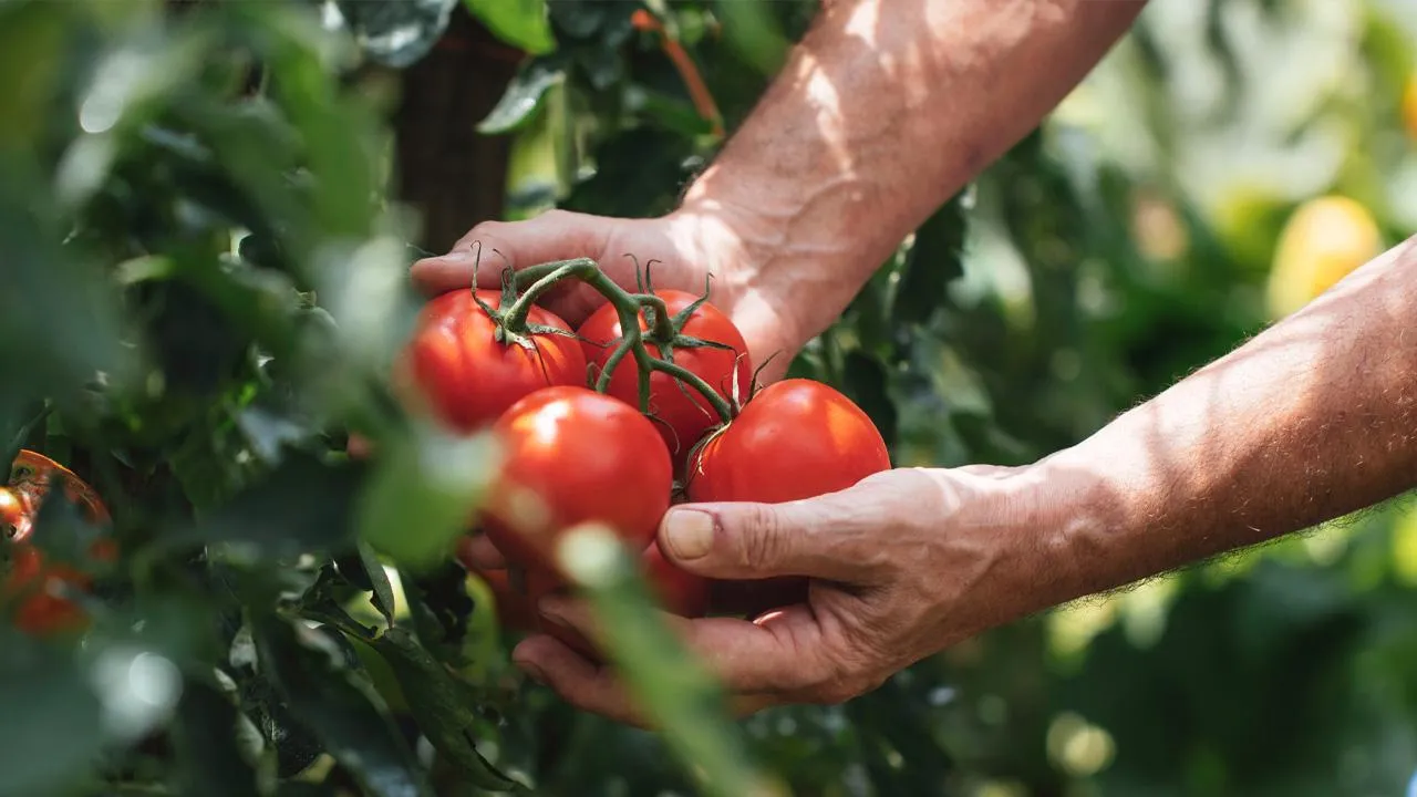 istockphoto.com/mikimad