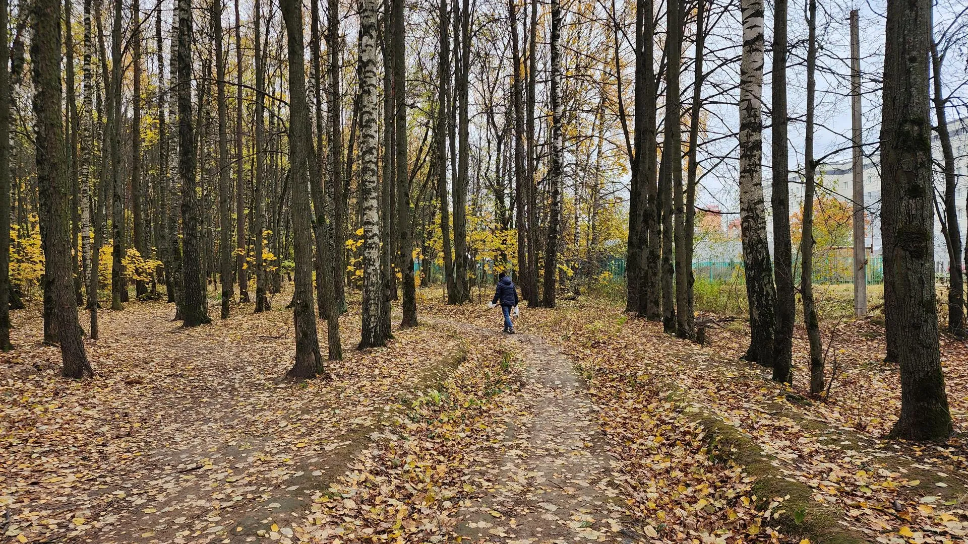 Супоневский лес осенью — Хавива Фонина