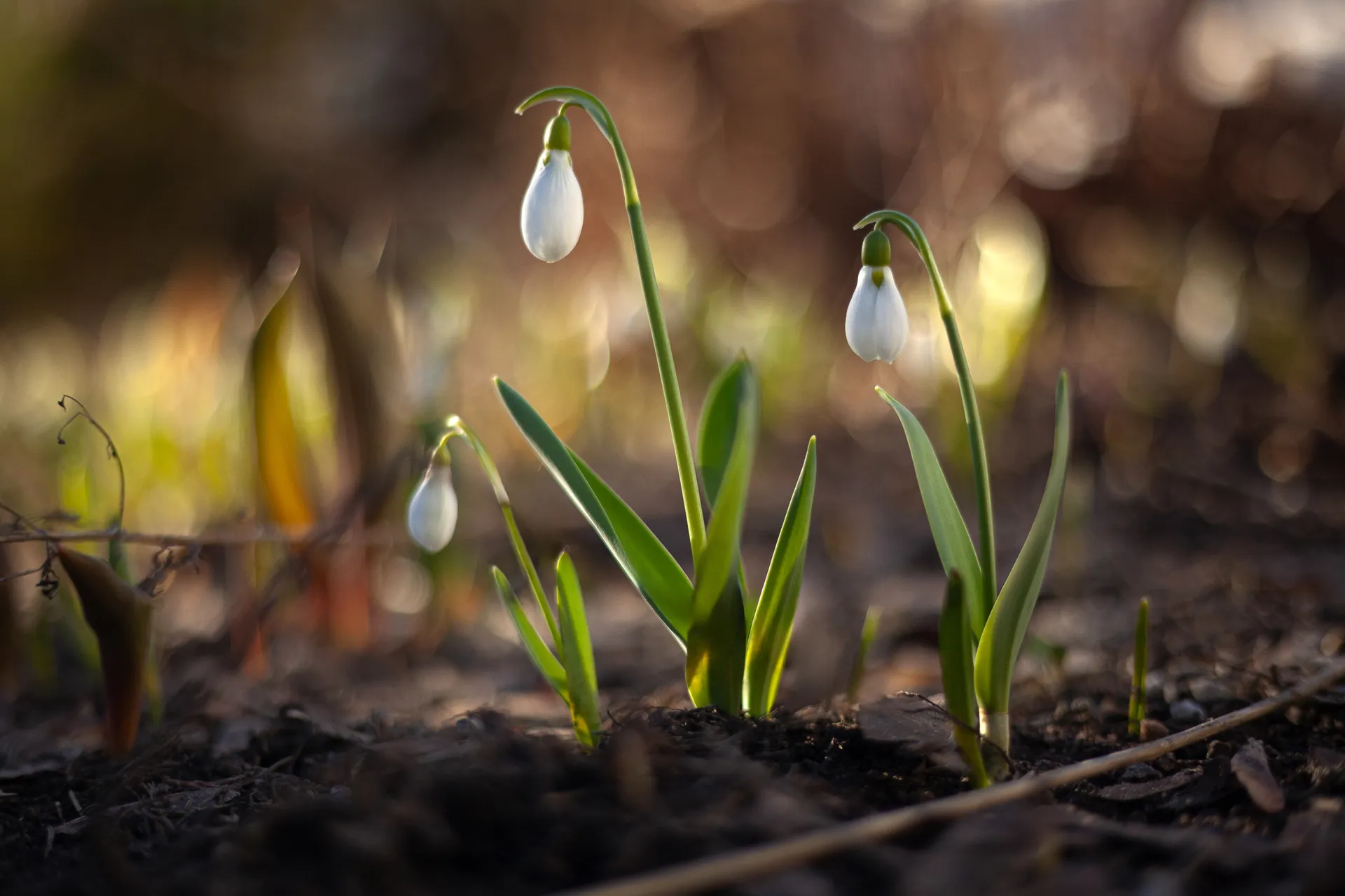 Подснежники расцвели в Подмосковье. Весна 2026