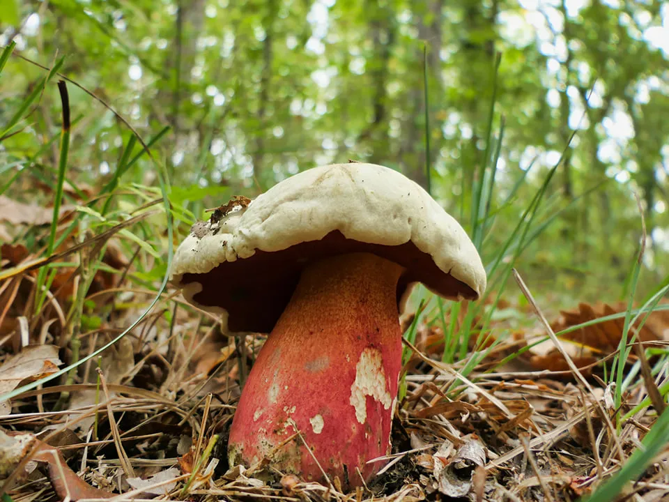 Фото: istockphoto.com/PlazacCameraman