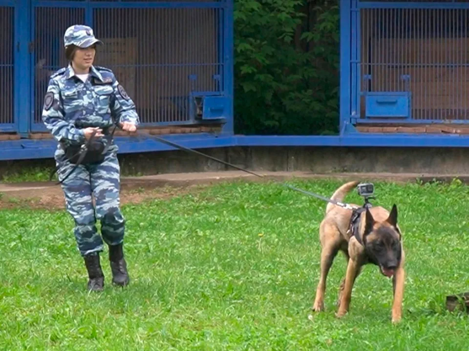 Фото: Управление МВД РФ по Московской области