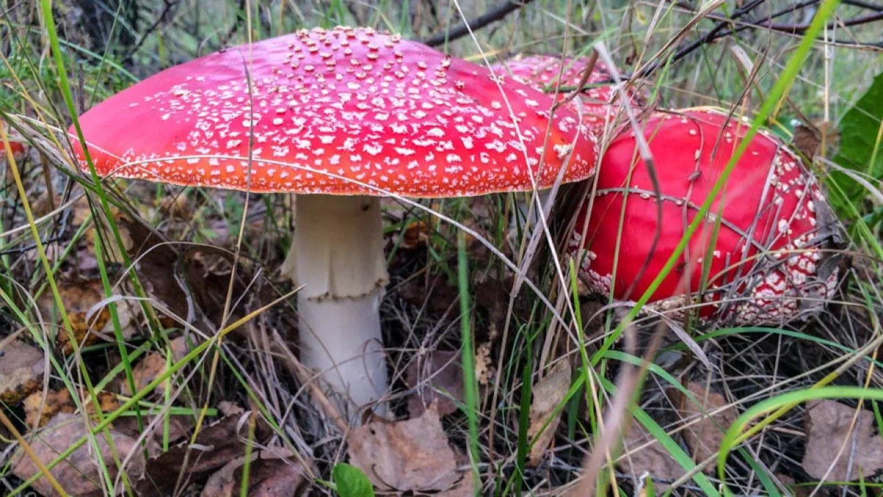 REGIONS/Роман Малышенко