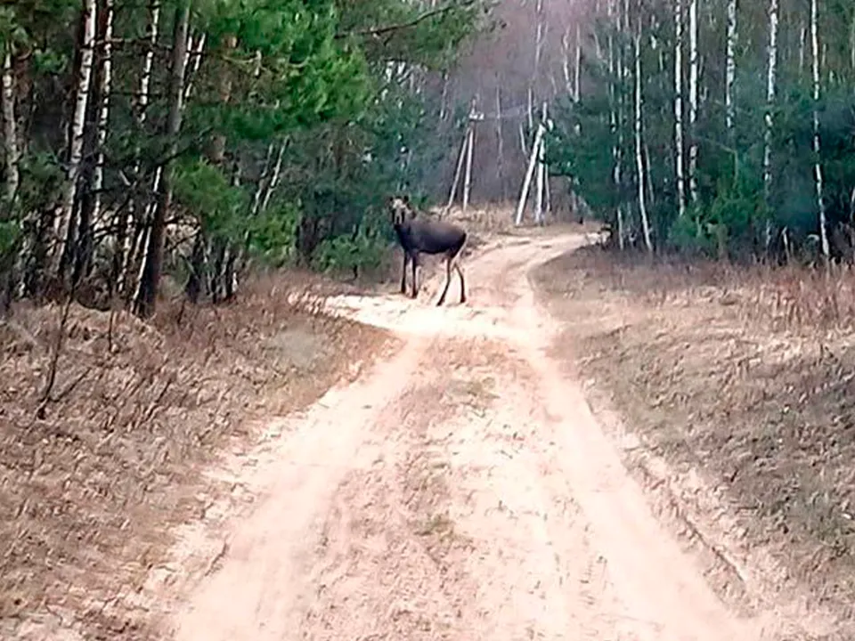 Фото: Комитет лесного хозяйства Московской области