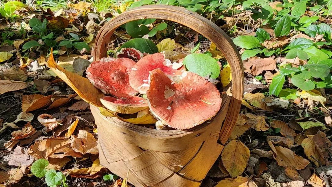 Фото: Александр Степушкин