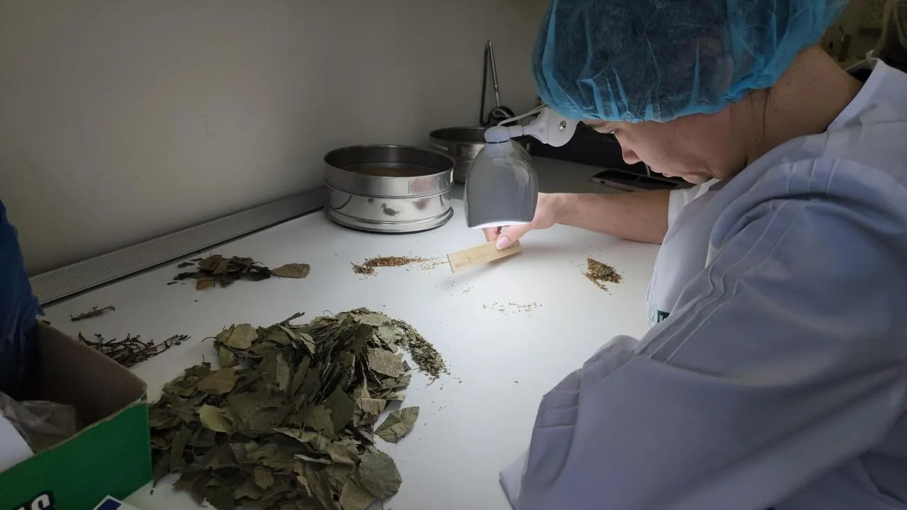 REGIONS/Кристина Ларина