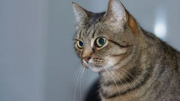 Фото: pxhere.com/ru/