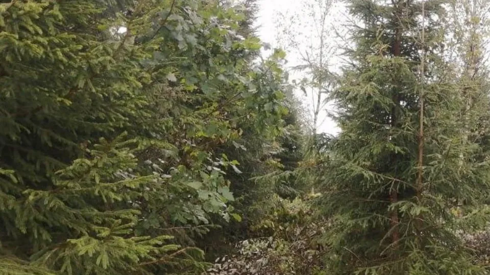 Фото: Комитет лесного хозяйства Московской области