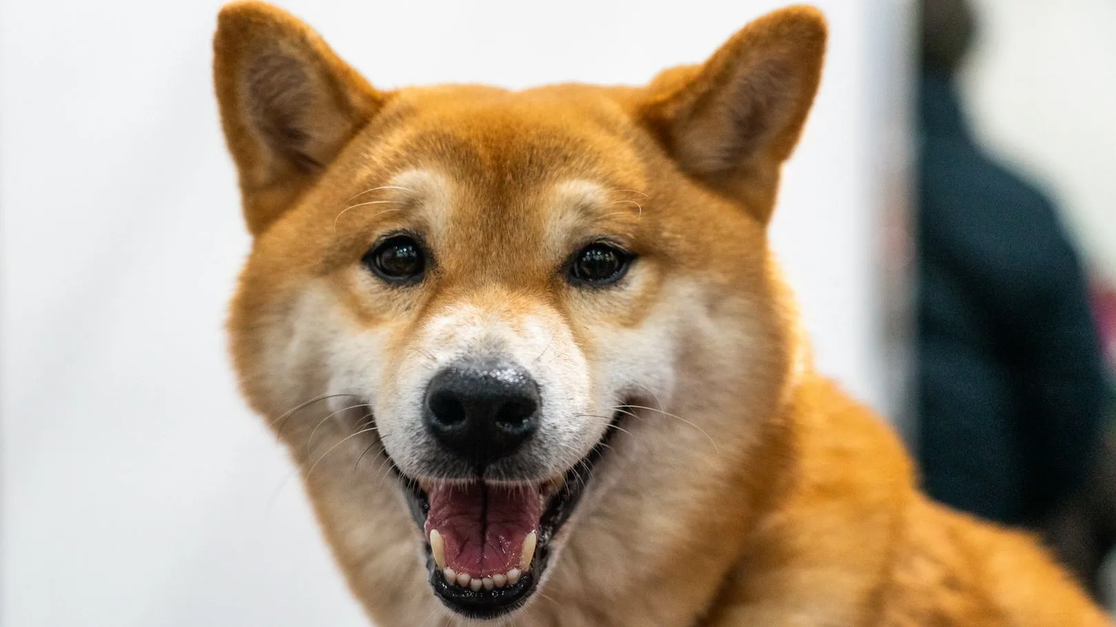 медиасток.рф