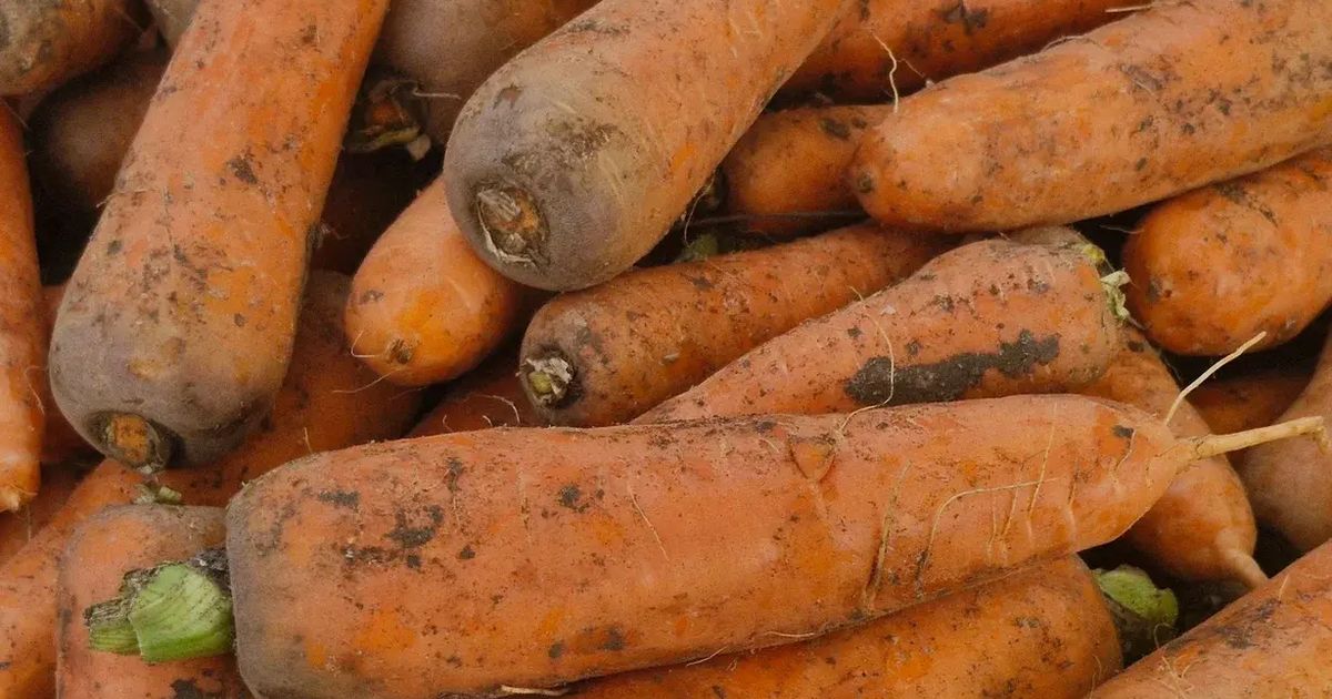 Как лекарства из сточных вод попадают в овощи