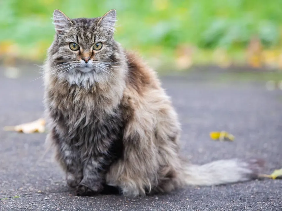 Фото: t.me/podolskadm