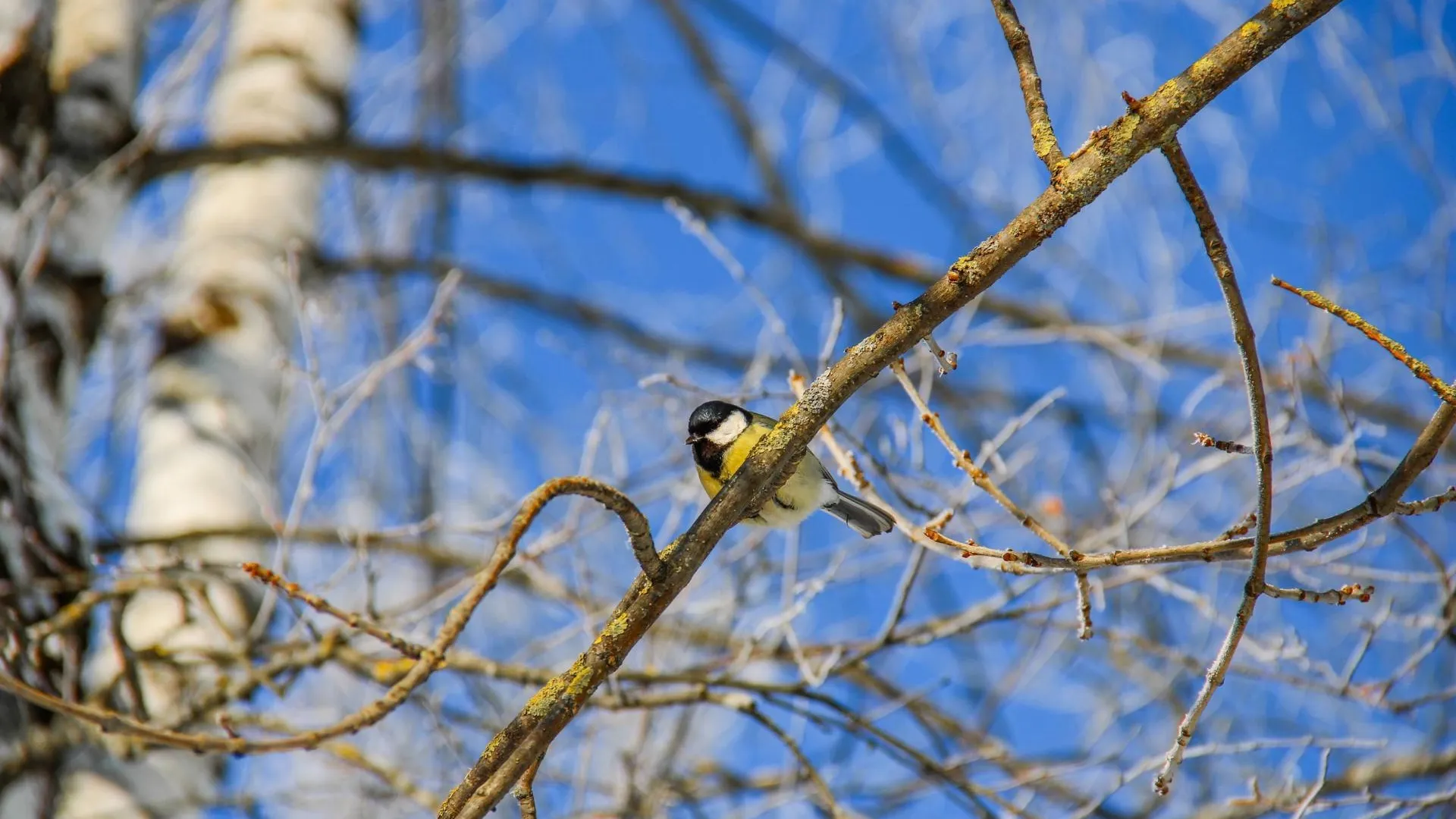 Шаховской Городской парк