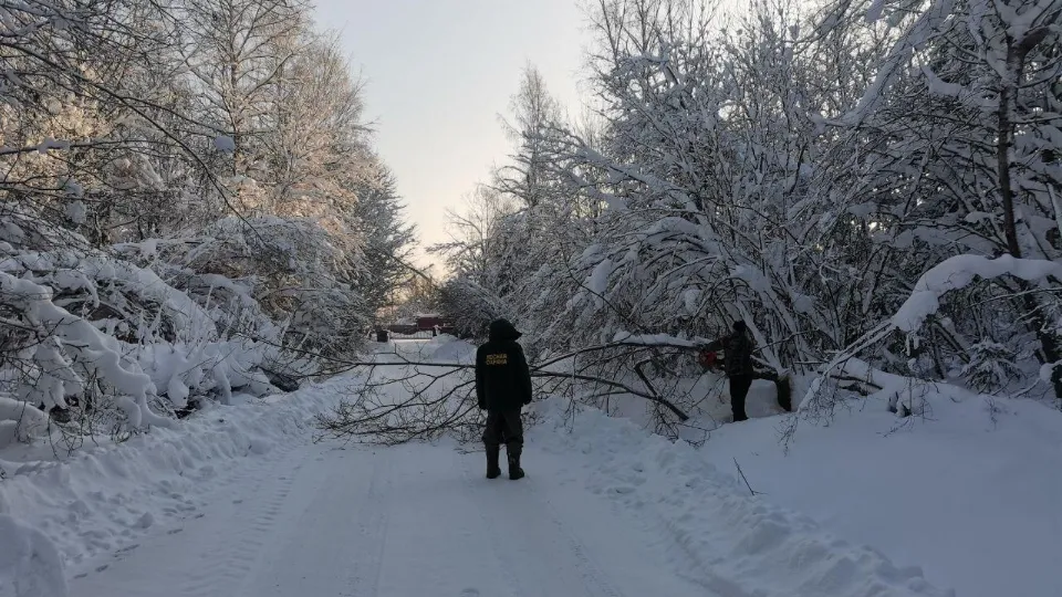 Фото: Комитет лесного хозяйства Московской области