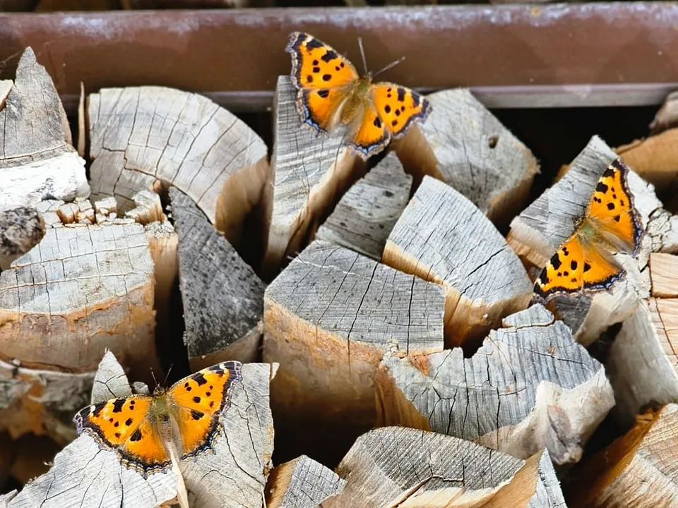 Фото: Лариса Эрмиш