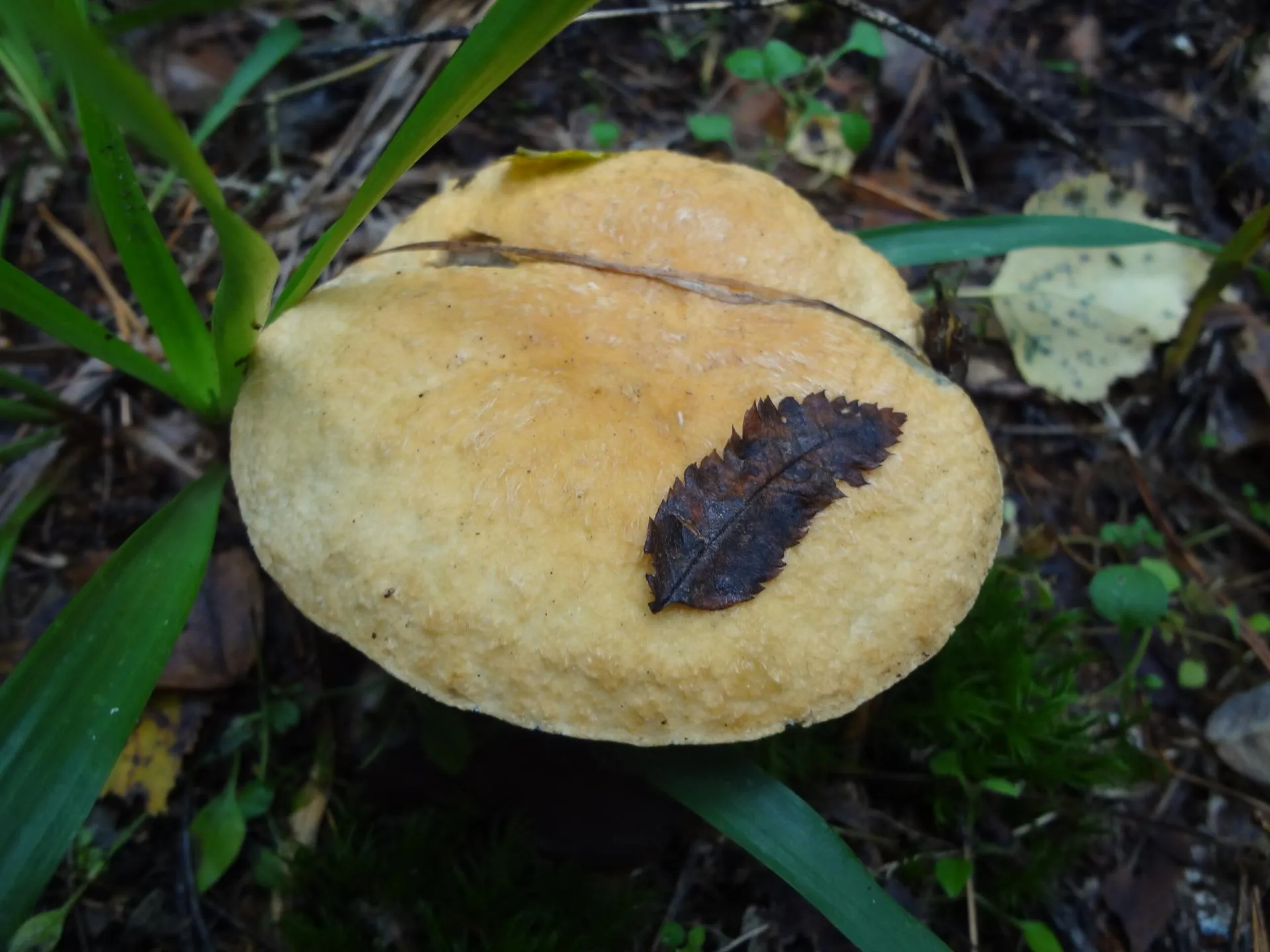 Министерство экологии и природопользования Московской области