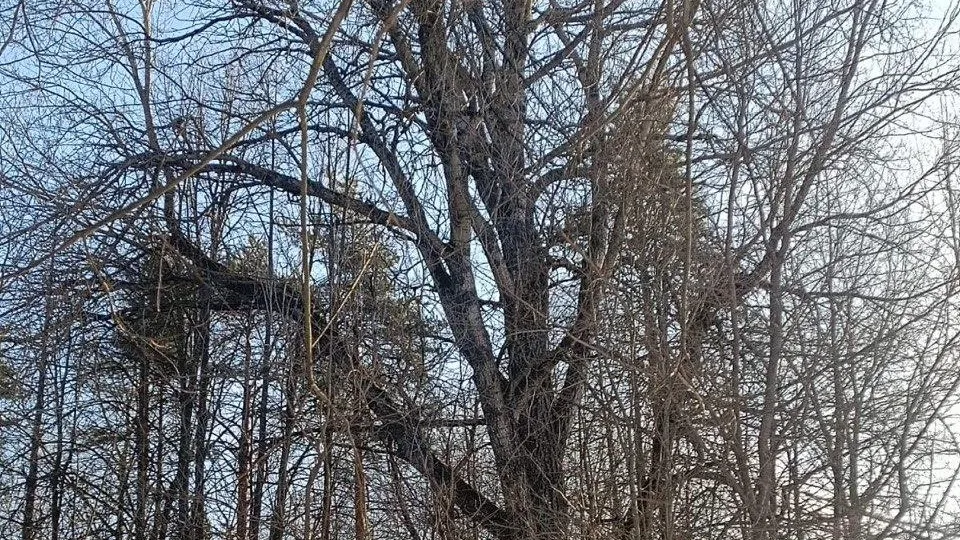 Фото: Комитет лесного хозяйства Московской области