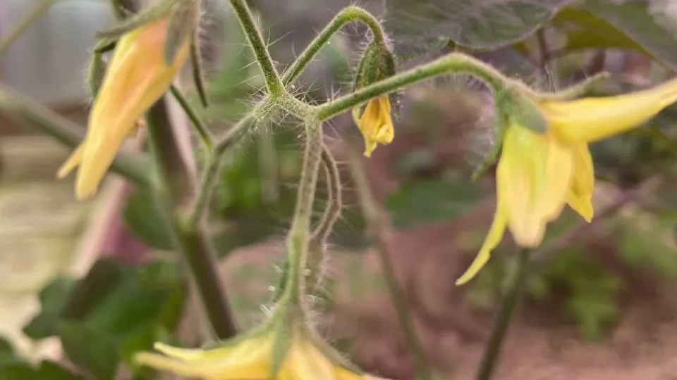Фото: МедиаБанк Подмосковья/Кирилл Цибизов