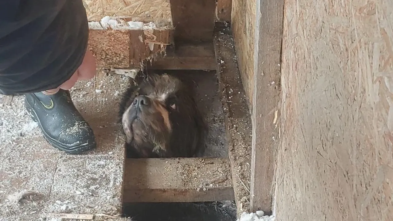 Администрация Павлово-Посадского г. о.