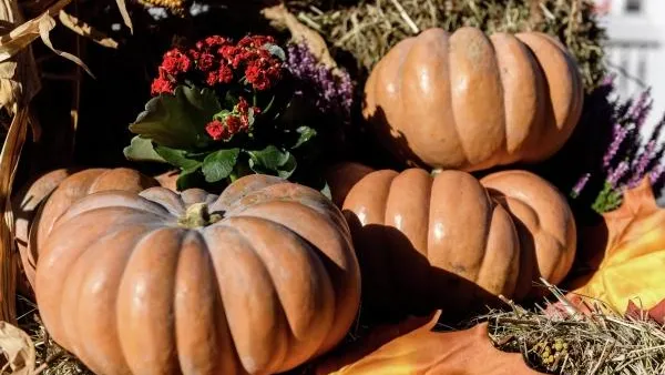 Диетолог рассказал об осеннем продукте, который поможет похудеть