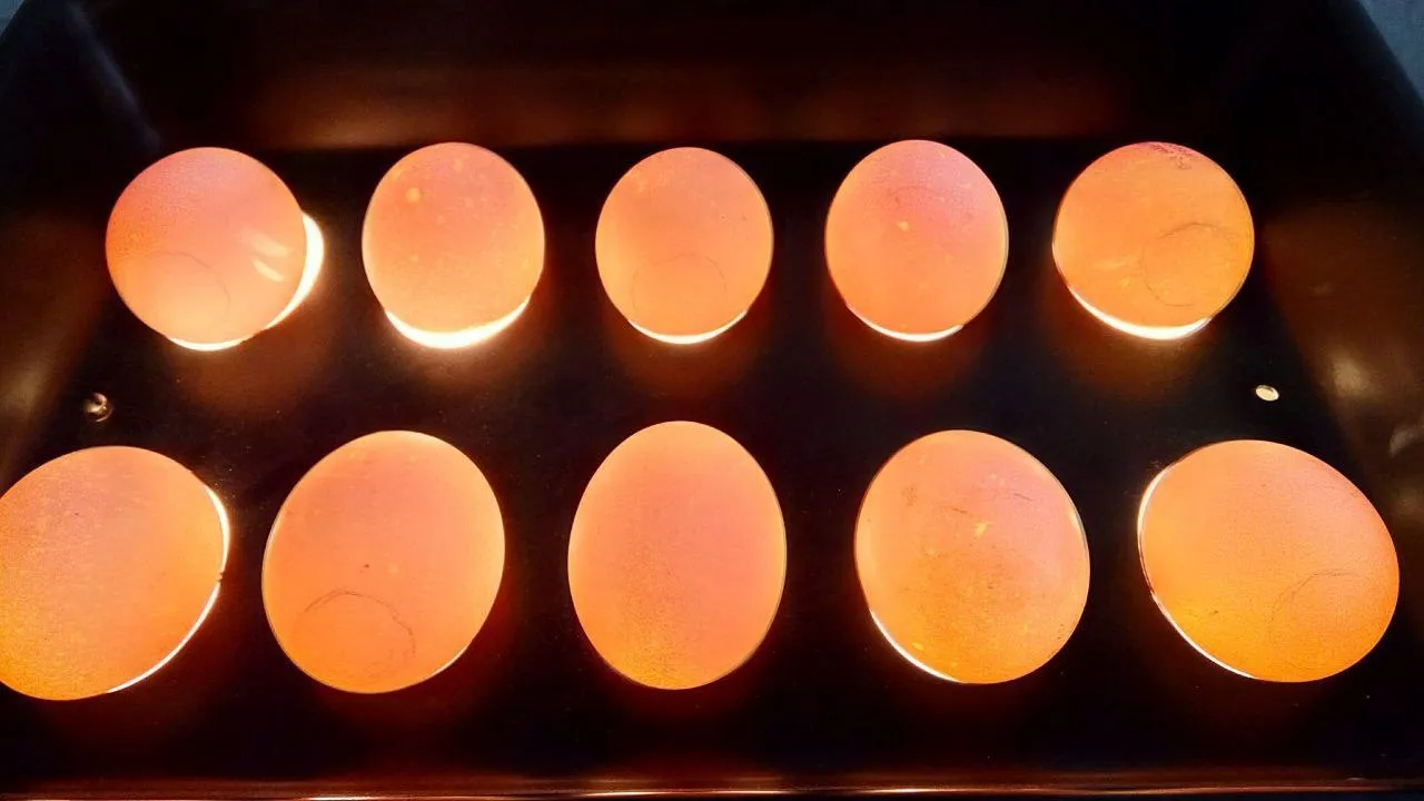 Подмосковная ветслужба проверила качество яиц на ярмарках