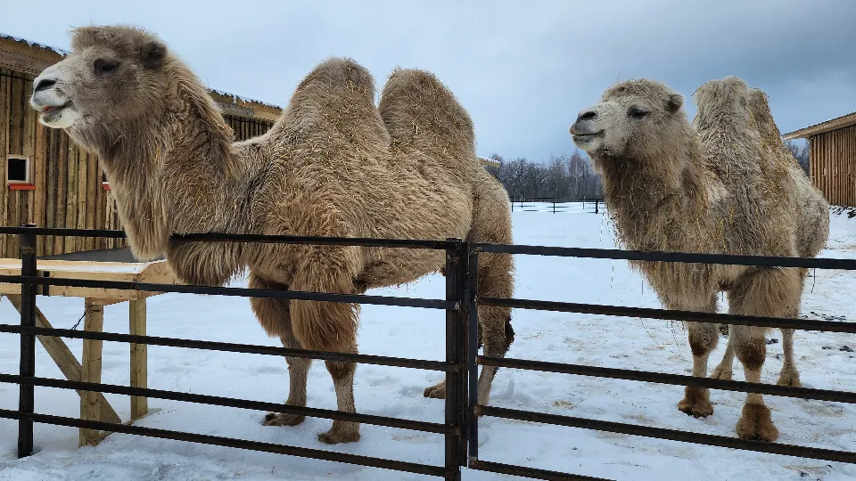 Фото: МедиаБанк Подмосковья/Александр Степушкин