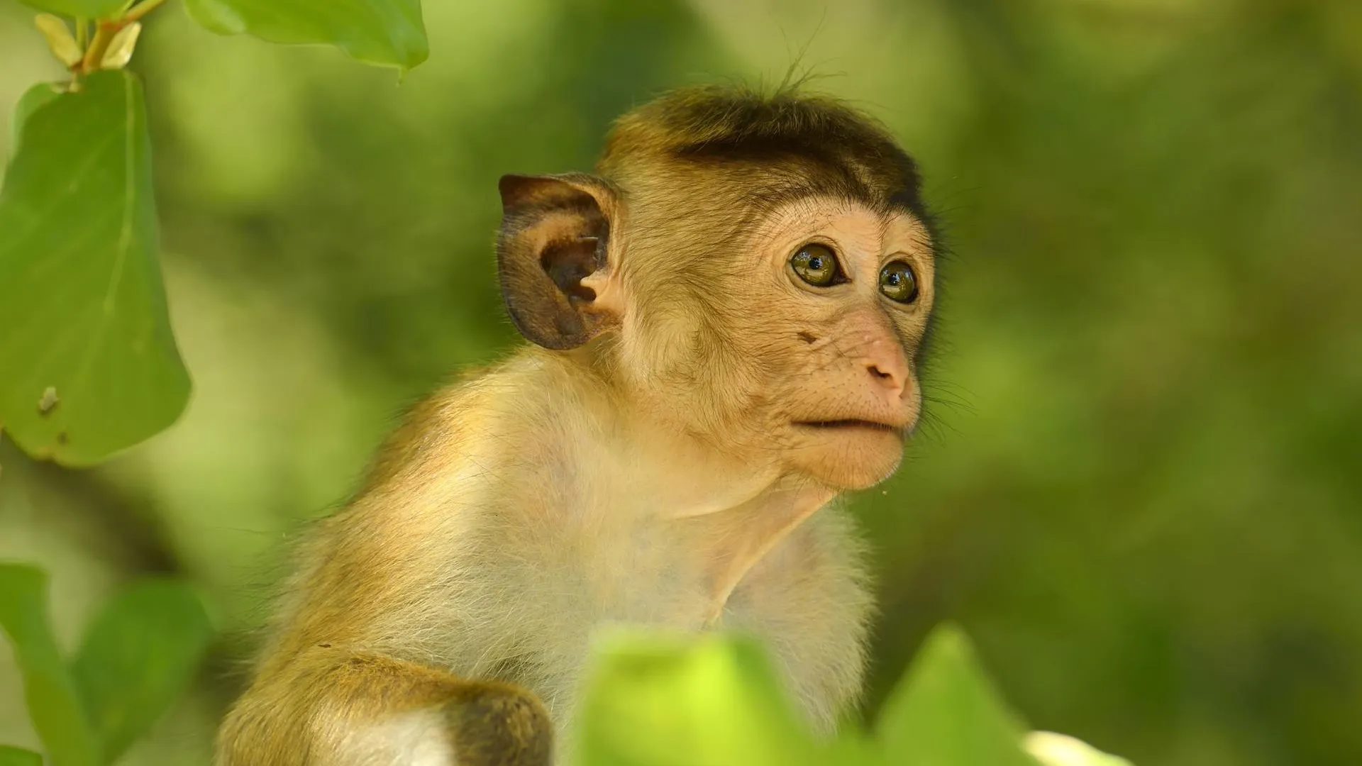 Stefan Huwiler/imageBROKER.com