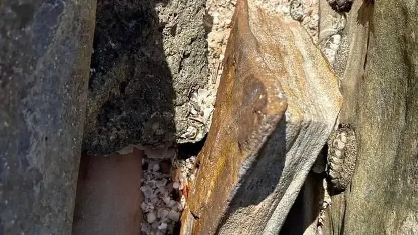 Фото из соцсетей