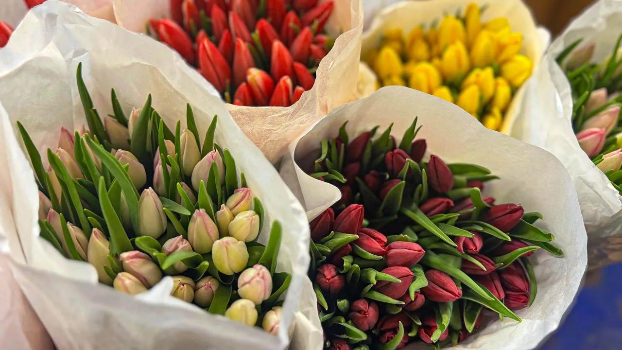 REGIONS/Дарина Левкина