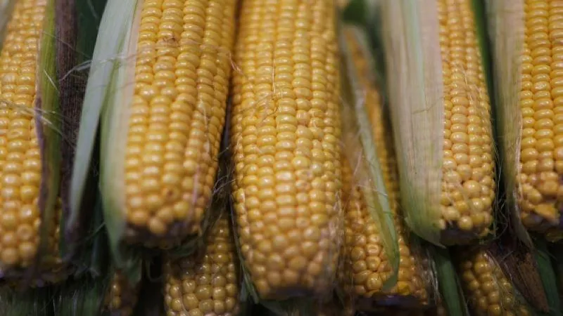 Виталий Тимкив / РИА Новости