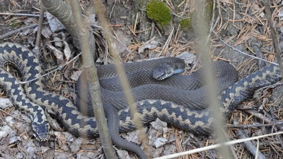 Фото: личный архив Бориса Короткова