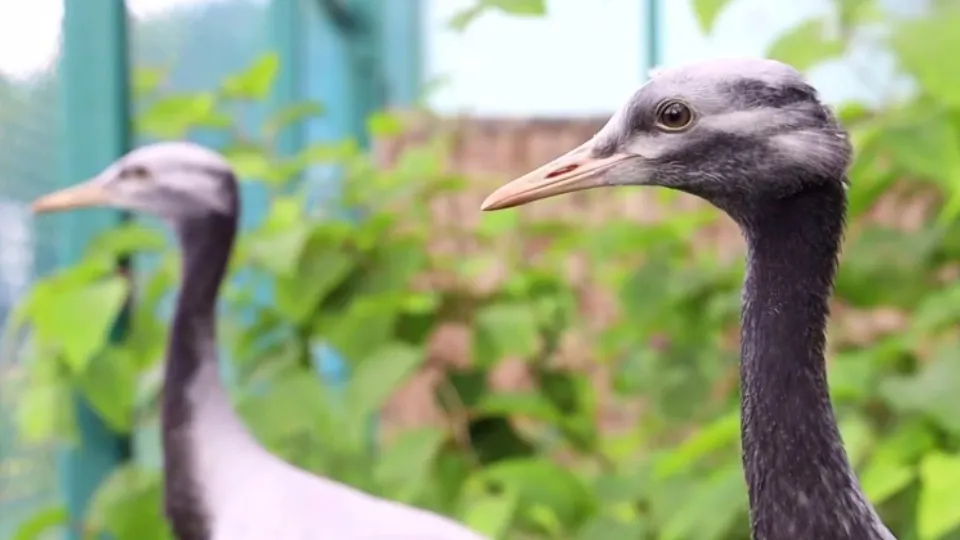 Фото: Центр воспроизводства редких видов животных