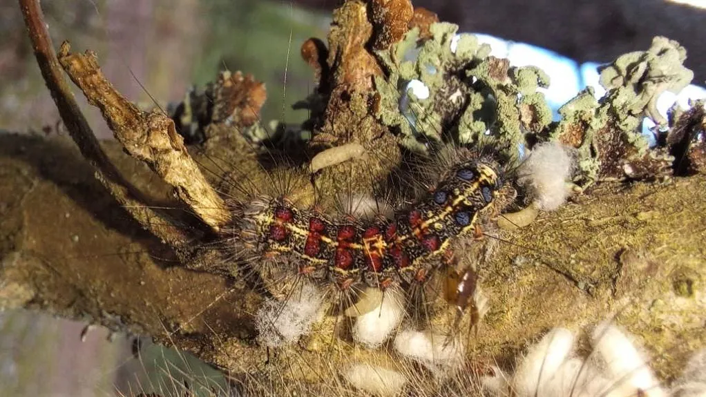 Фото: Комитет лесного хозяйства МО