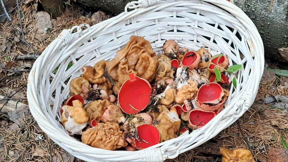 Фото: МедиаБанк Подмосковья/Анна Колесникова