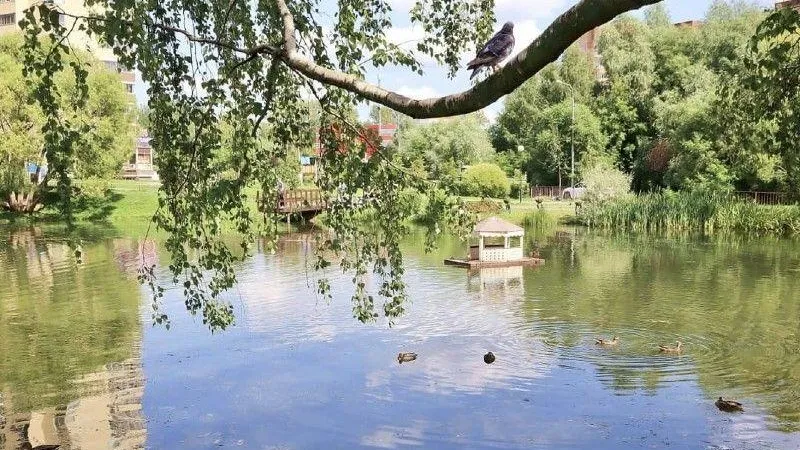 Двадцать два водоема расчистят в Подмосковье в 2021 году