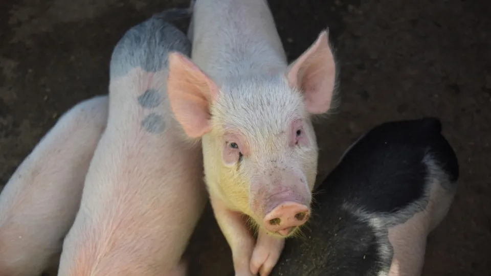 Фото: freepik.com