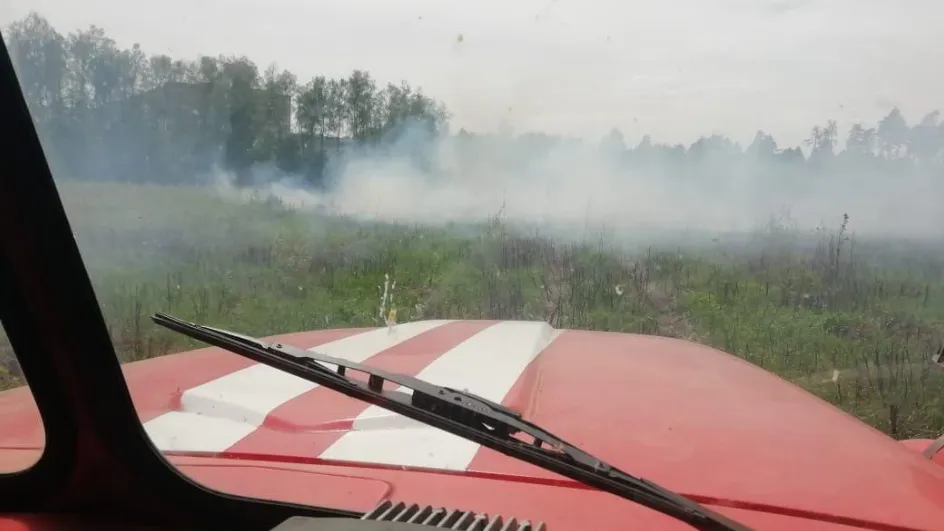 Фото: Комитет лесного хозяйства МО