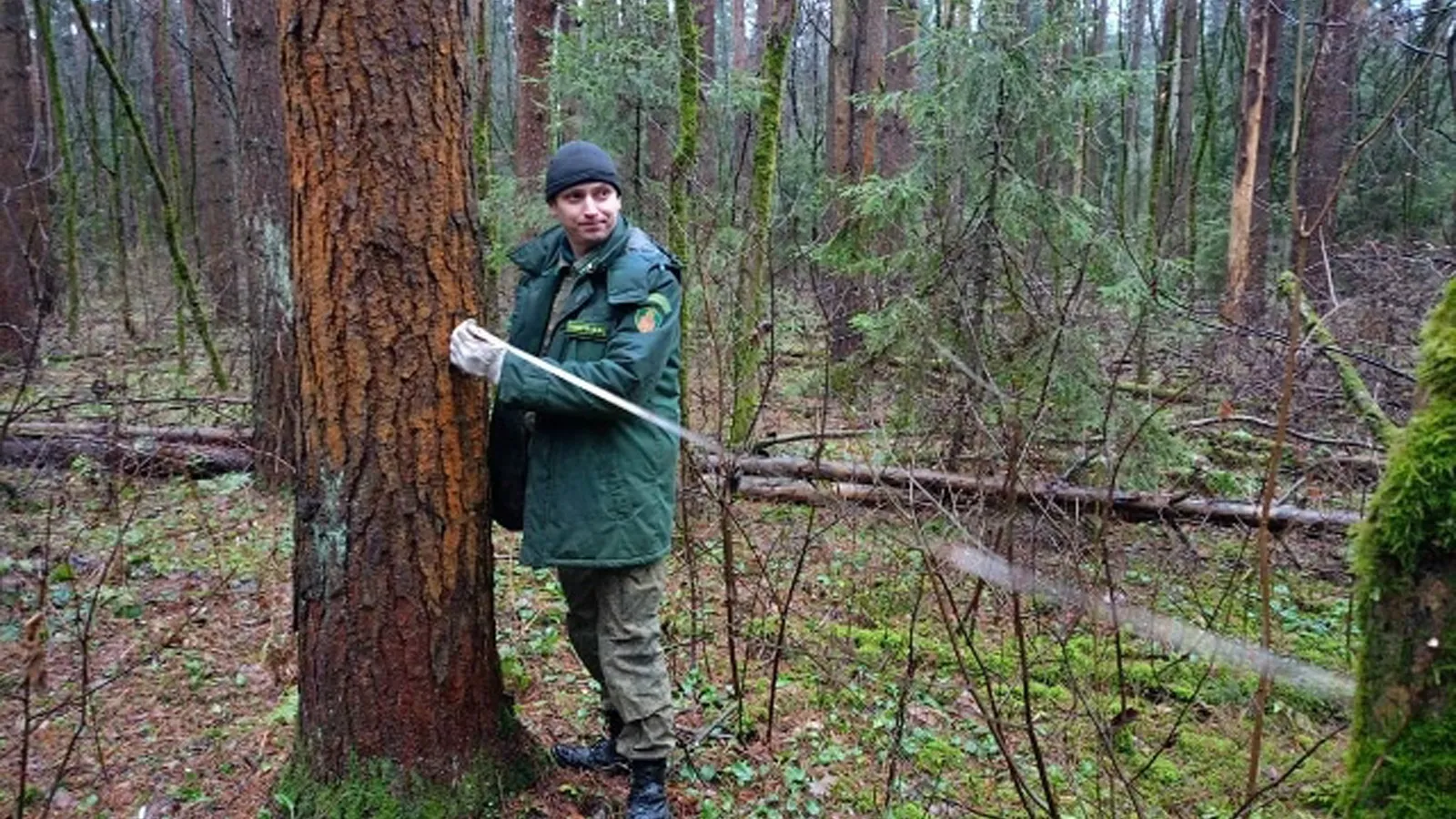 Фото: Ступинский филиал ГКУ МО «Мособллес»