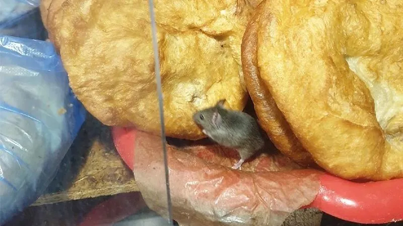«Рататуй» завелся в продуктовой палатке под Дмитровом