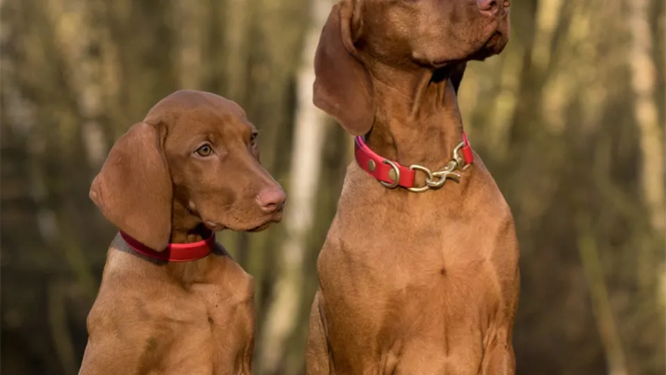 Фото: pxhere.com