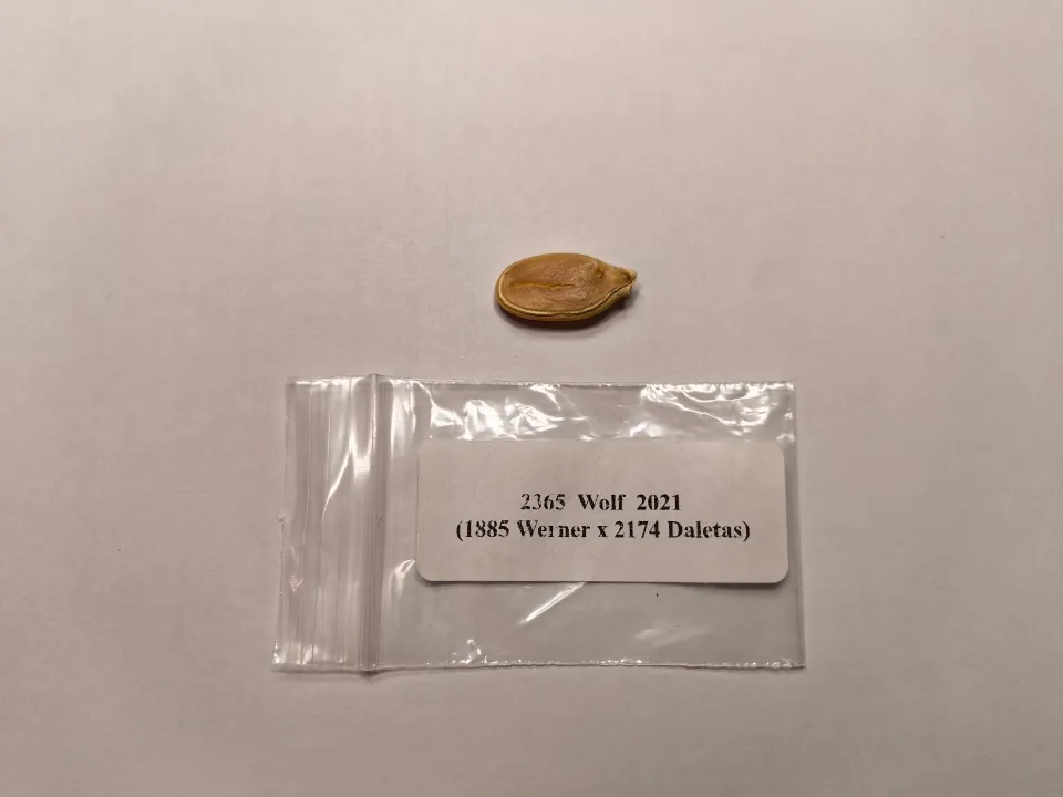 Трофейное семечко тыквы с аукциона. Фото: личный архив Александра Чусова