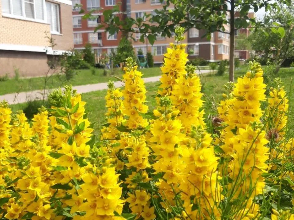 Фото: Министерство по содержанию территорий и государственному жилищному надзору МО