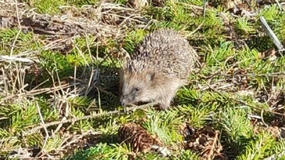 Фото: администрация г.о.Клин