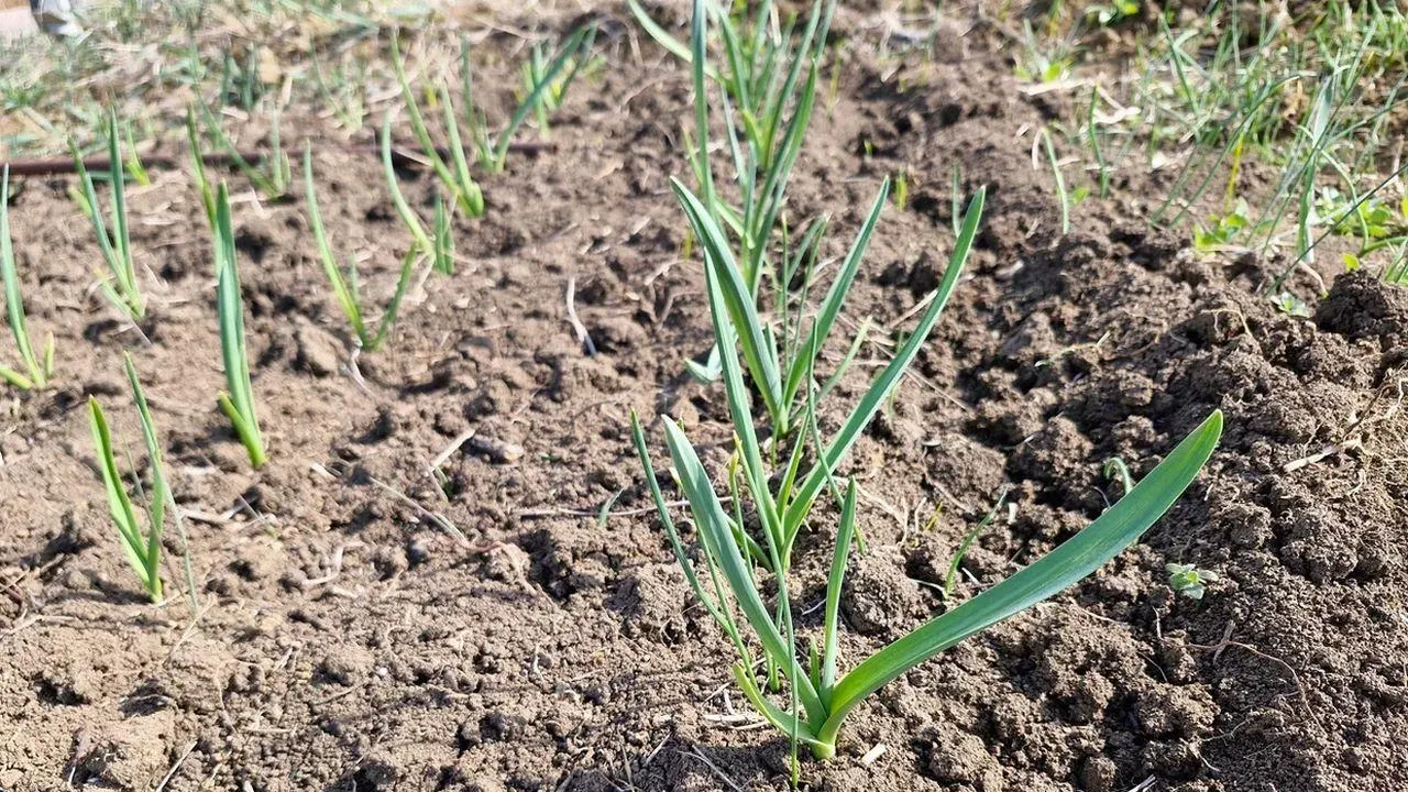 REGIONS/Наталья Надточая