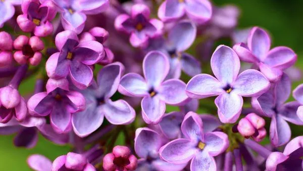 Донецкий Ботанический сад пополнит коллекция сортов сирени «Победа»