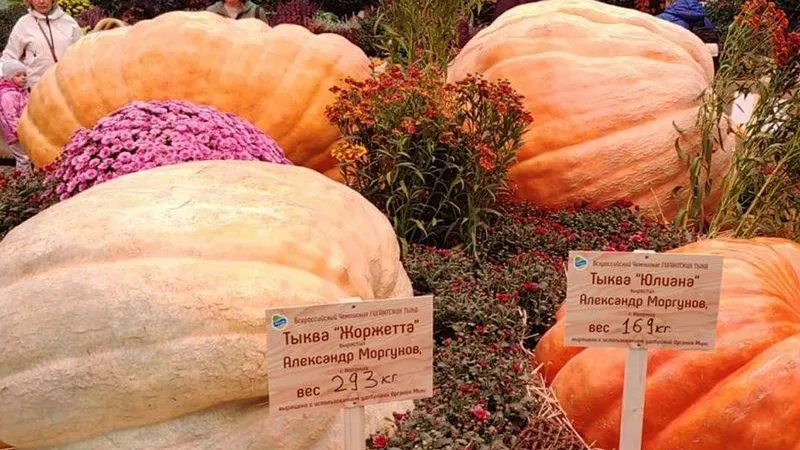 Овощи-гиганты из Коломны представили на выставке в Москве