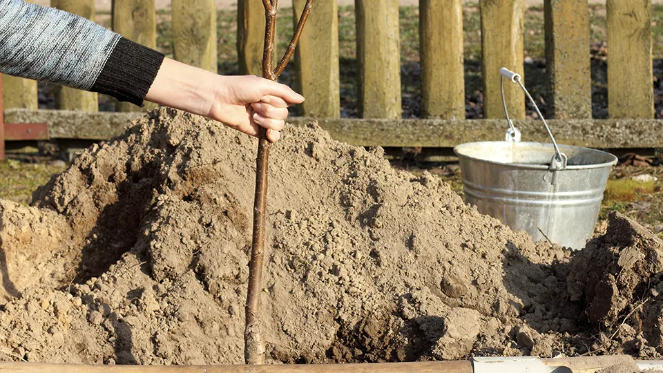 Фото: istockphoto.com/baza178