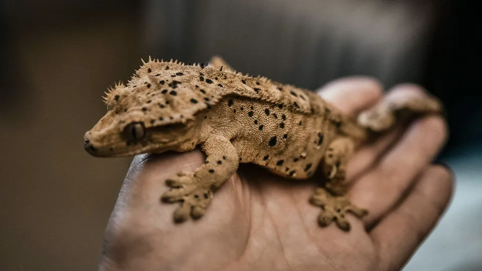 Фото: Ирина Калинина