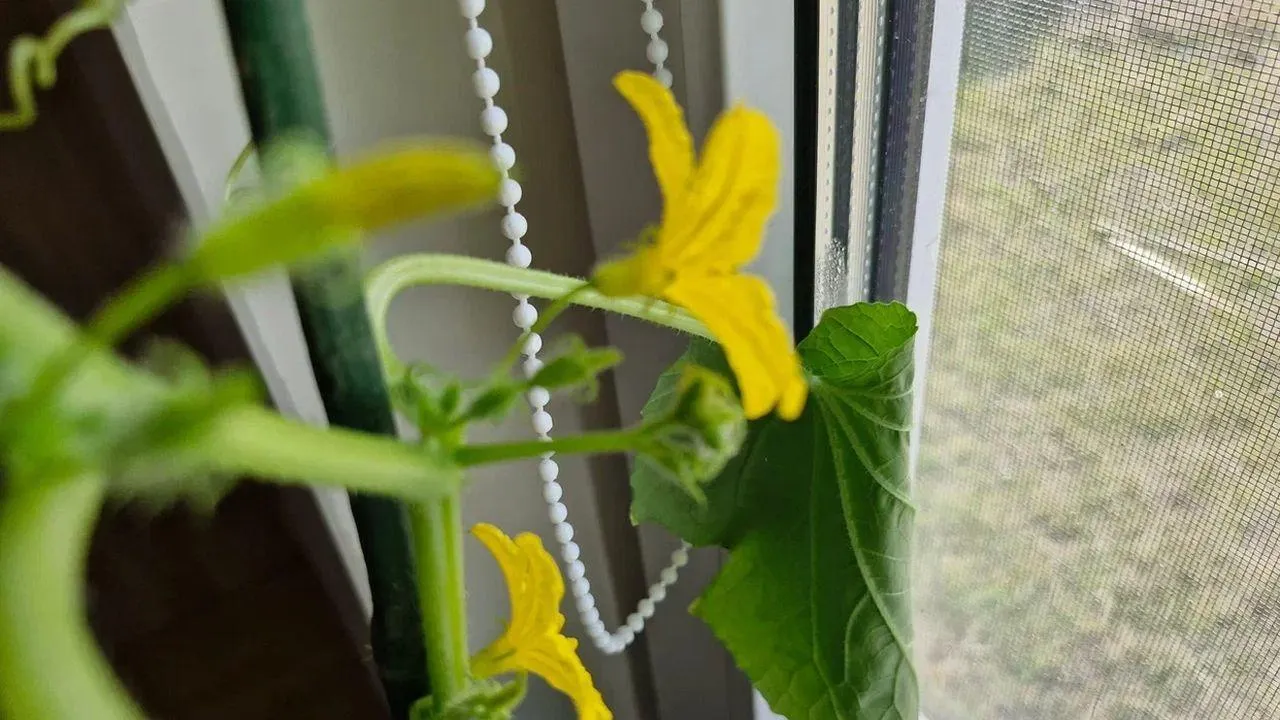 REGIONS/Наталья Надточая