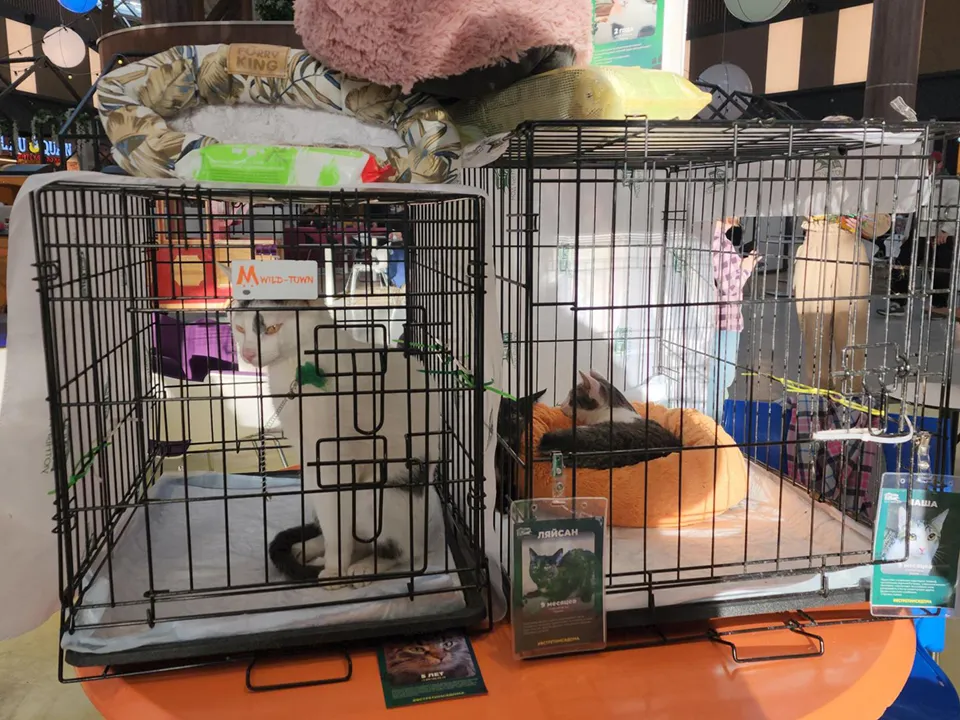 Фото: Ольга Шеметова