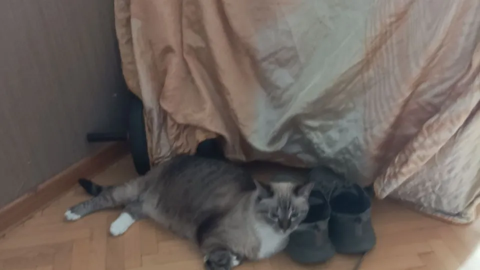 Фото: из архива Дмитрия, хозяина Сильвы