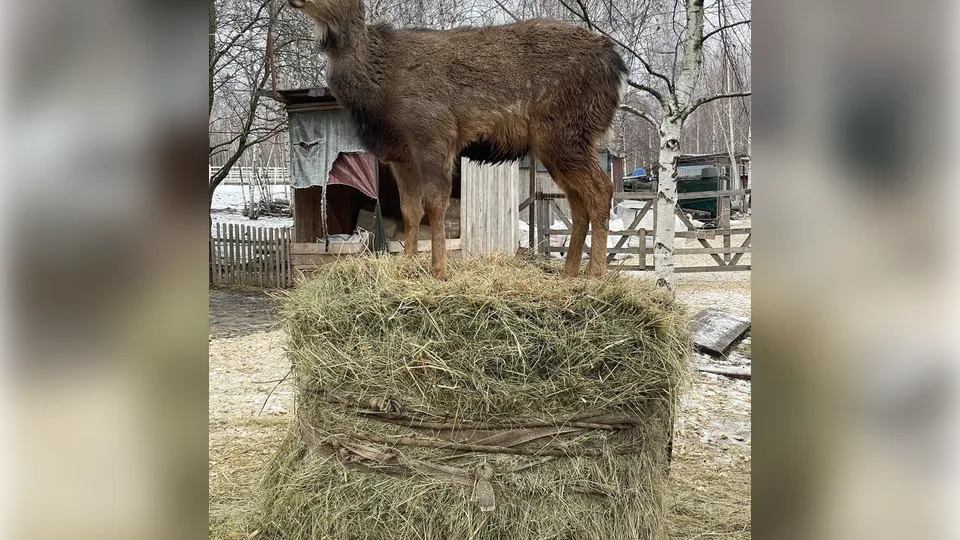 Фото: t.me/zoo_studiya_kovcheg